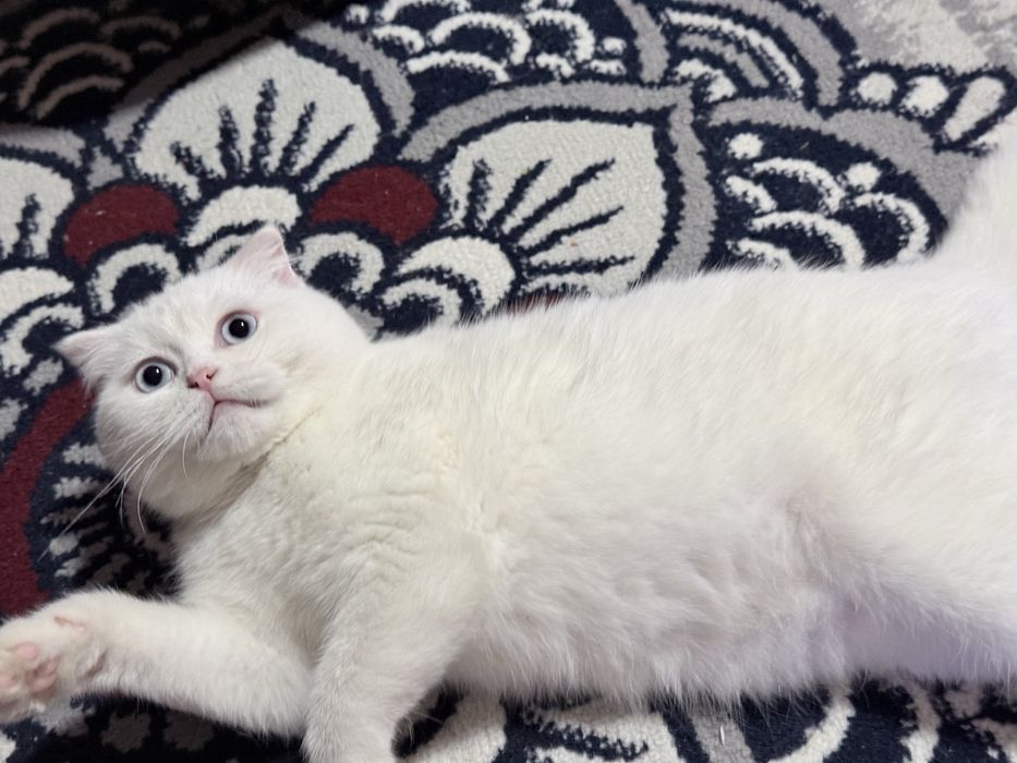 скотиш фолд 5 месяцев котенок