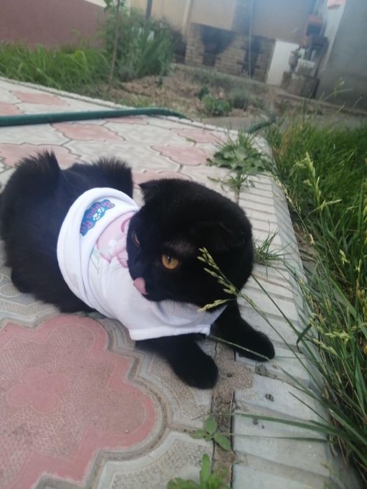 Продаётся шотлансикй котёнок