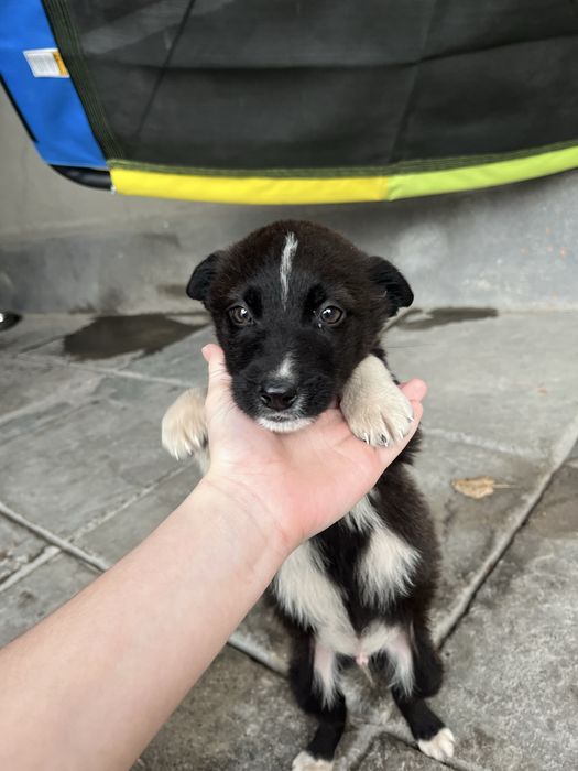 Мальчик в хорошие руки