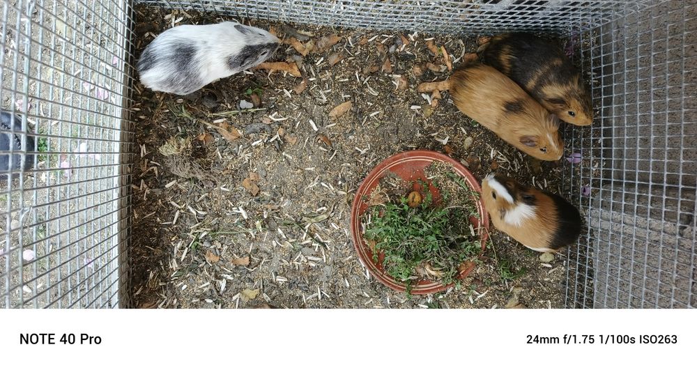 Морской свинка хаммаси эркак