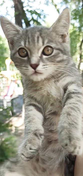 Котенок мальчик 3 мес в хорошие руки