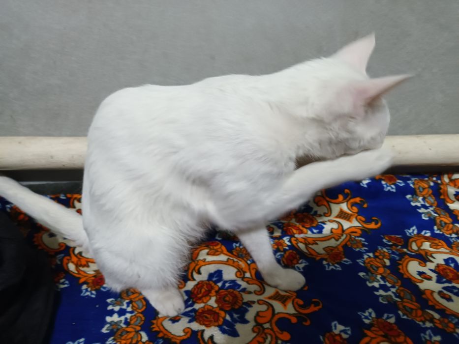 Кошка в добрые руки