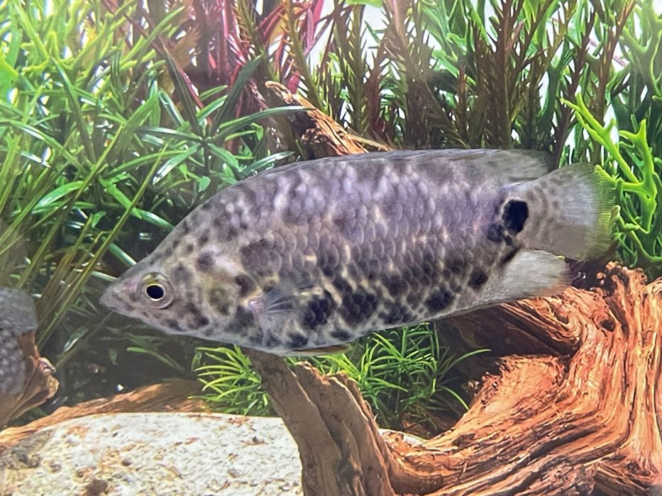 Продается аквариумная рыба ксенопома леопардовая