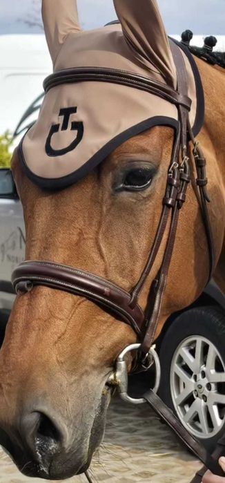 De vânzare iapă CSR (Cal de Sport Românesc) – 8 ani, excelentă pentru sărituri!