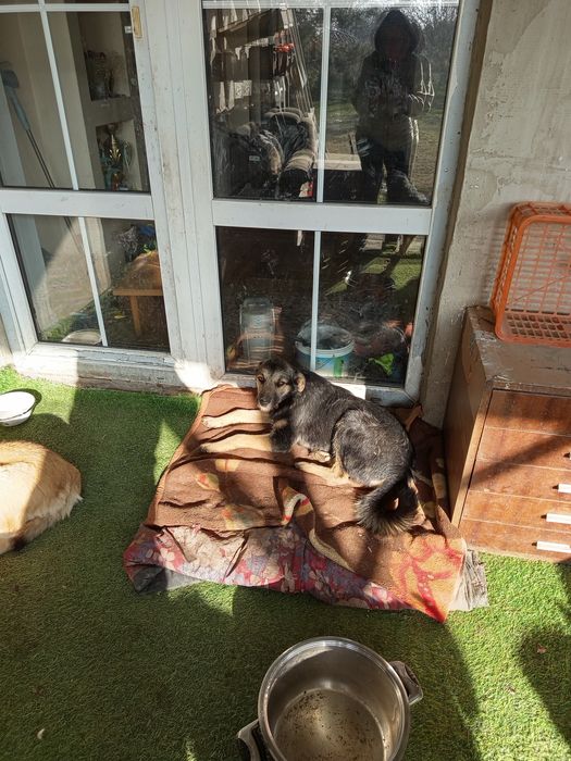 Стерилизованные даром