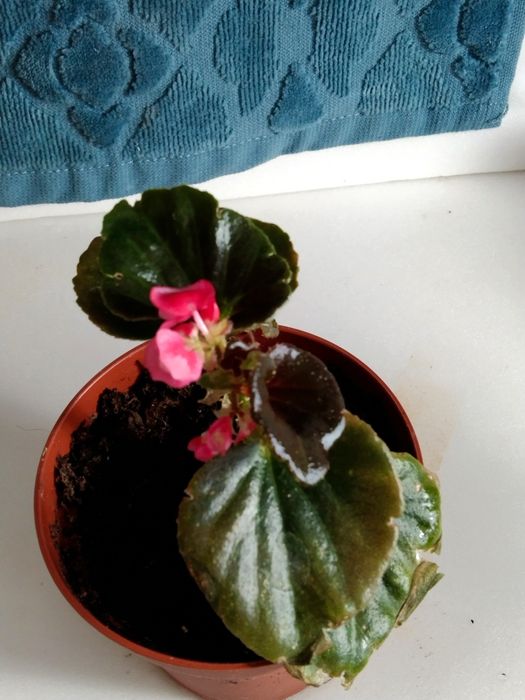 Бегония цветущая