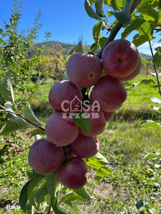 Vanzare teren livada in com. Barbuletu