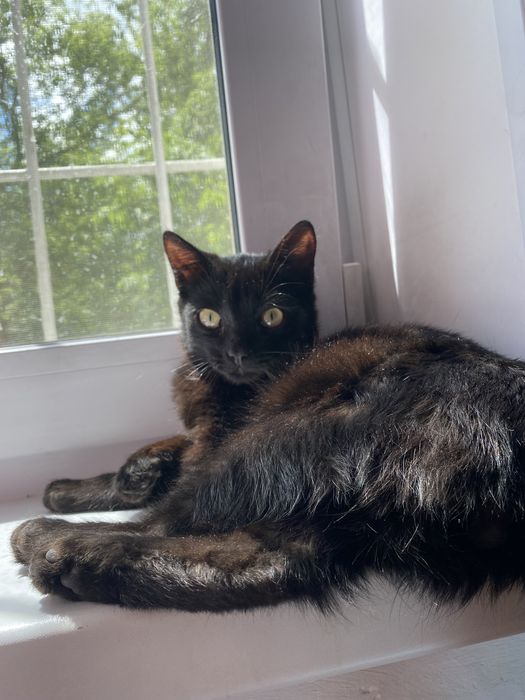 Отдам кота ,в хорошие руки .