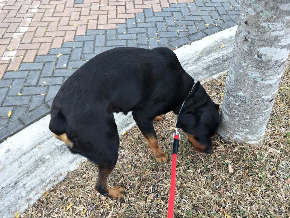Pet Sitter Galati  Plimb caini, gazduiesc caini ,  pisici , pasari, rozatoare, soparle
