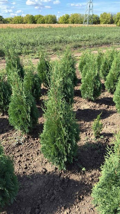 Лвйландски кипарис