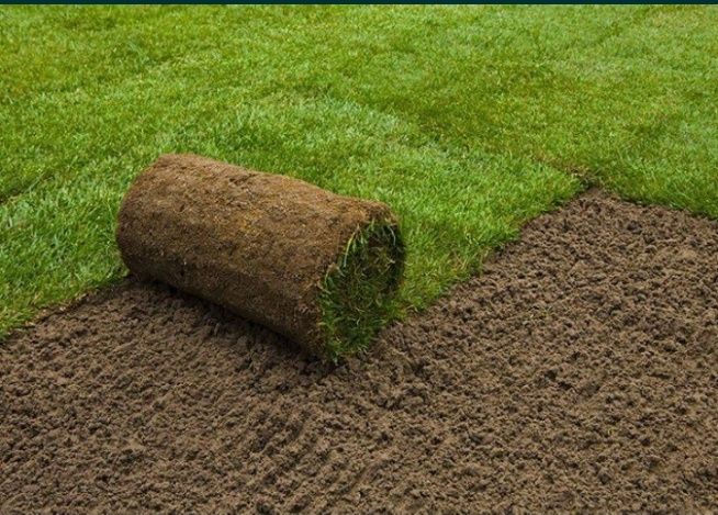 Gazon ruloni uruğ xam sepish landshaft dizayni xizmatlari