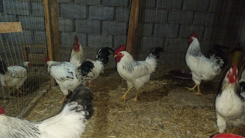 Адлерский Серебристый