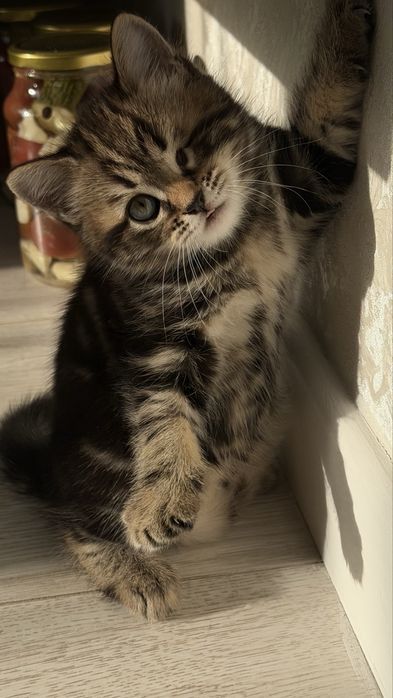 Котята помесь британца и шотландца