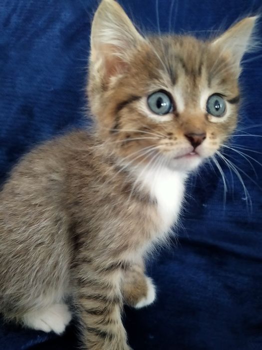 Отдам милых котиков