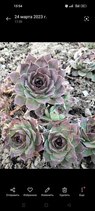 каменная роза, молодило