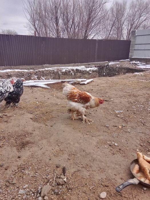 Жаксы таза брама