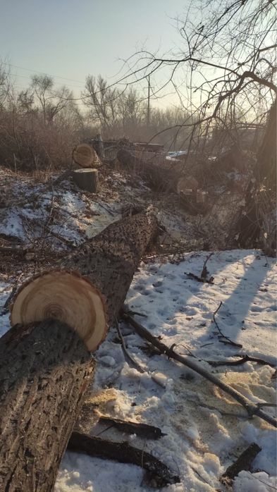 Спил ,Распил,Сруб деревьев !