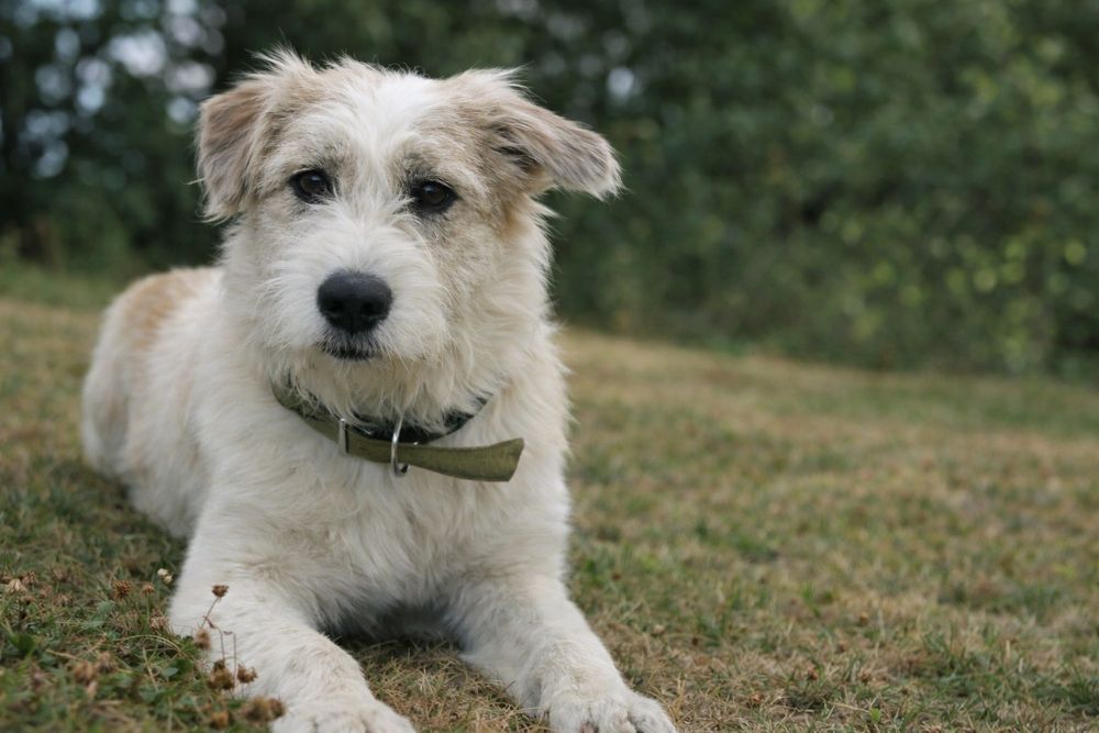 Майя — нежная и спокойная собака для семьи