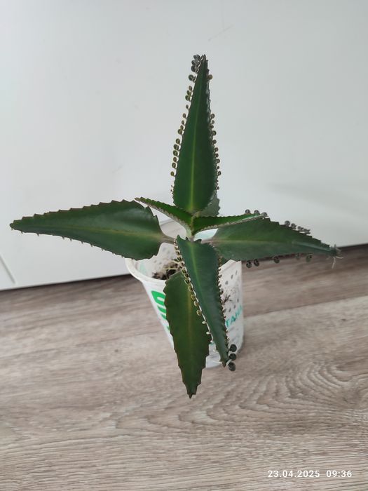 Аихризон дерево счастья, коланхоэ