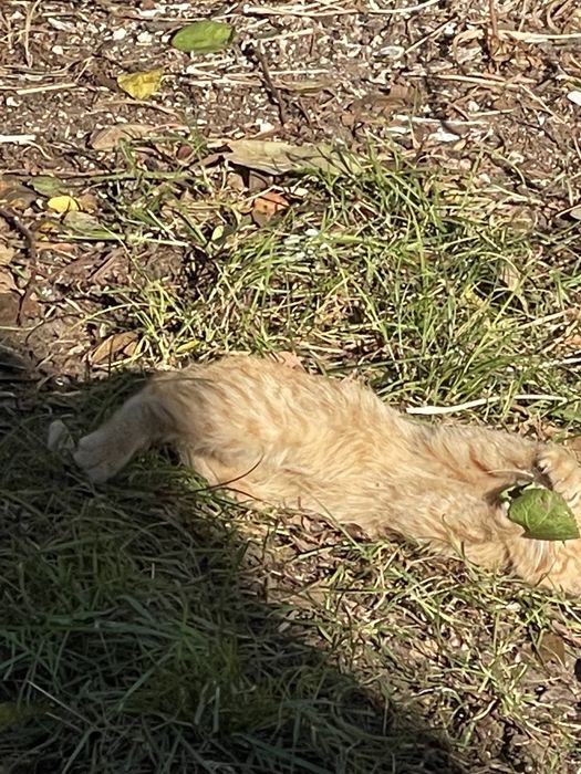 Отдам котенка в добрые руки