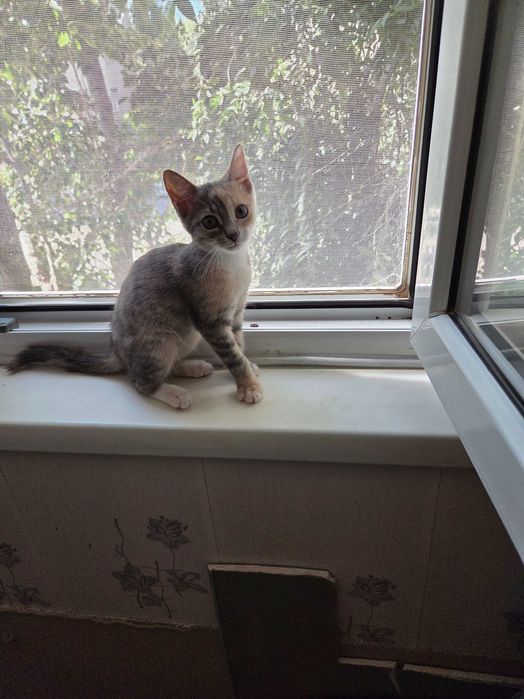 Отдам в добрые руки котеночка девочку