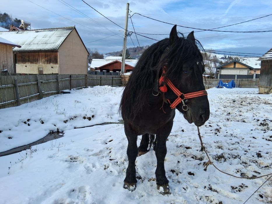 Vând armăsar în vârstă de 6ani.