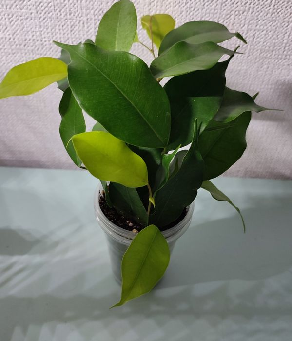 Фикусы-комнатные растения