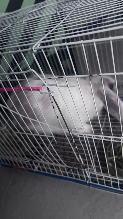 Продам кролика домашний