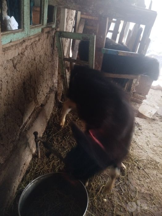 Sotiladi Toshkent nazarbeda buqacha 3 oyli atrorida