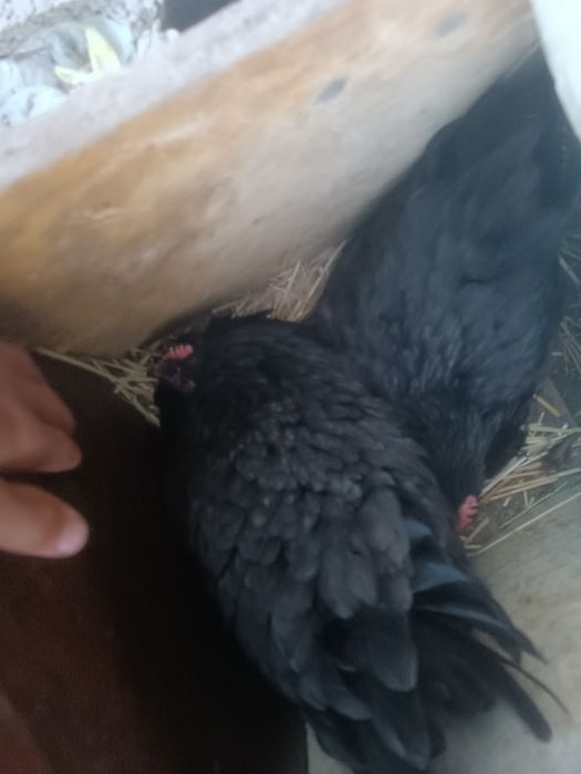 Kurk tovuq qora shaxzoda