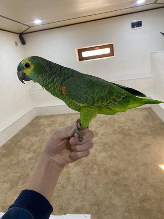 Amazon Ruchnoy gapiradi