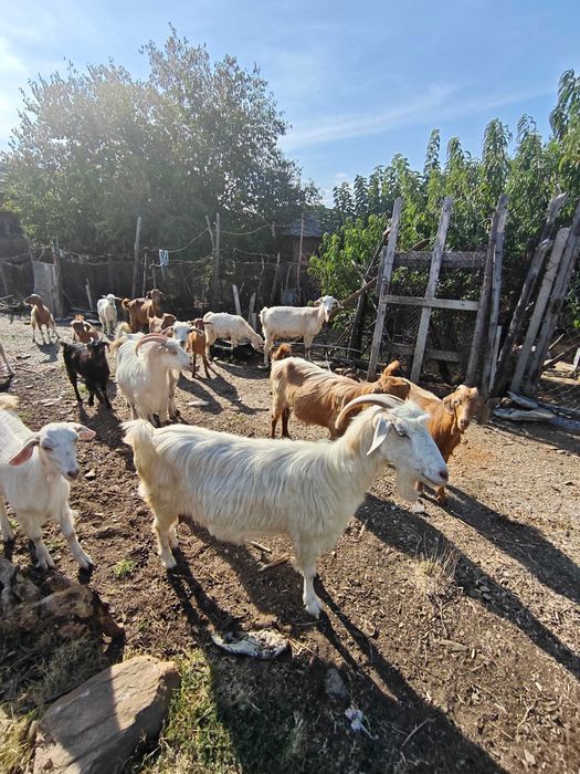 Продавам 8 кози и 4 ярета – обл. Ивайловград