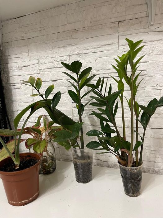 Продам цветы не дорого