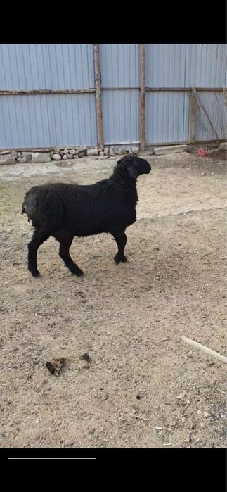 Кочкорлар суйишга бокишгабор