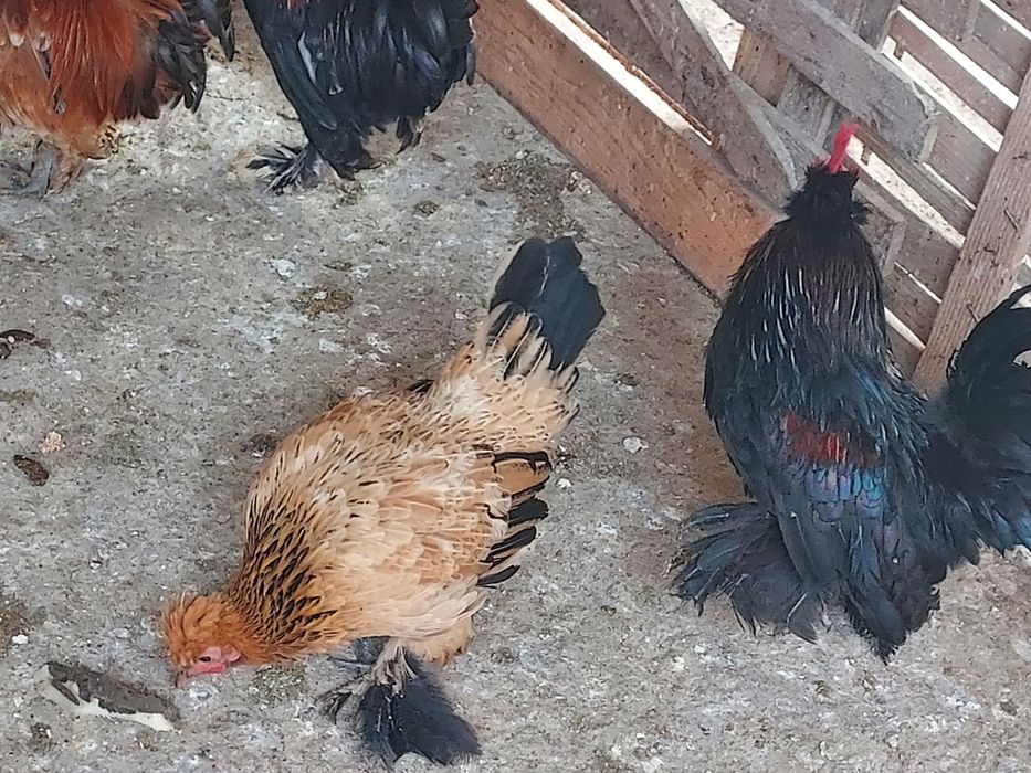 Găinile și cocoșei de vânzare