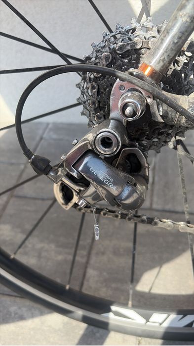 Cursiera carbon.