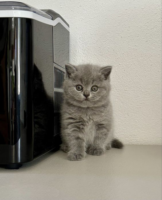 Мъжко синьо британско коте