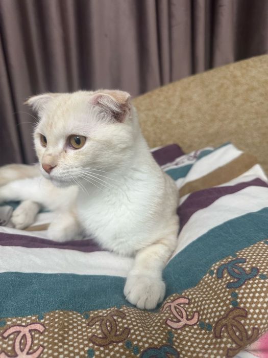 Продам котёнка  в хорошие руки