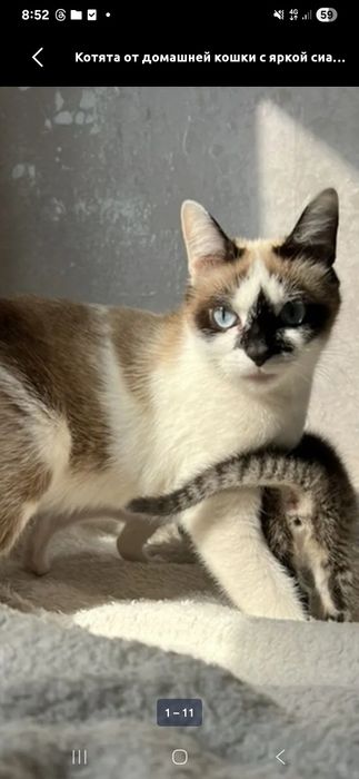 Кошка окраса Химера