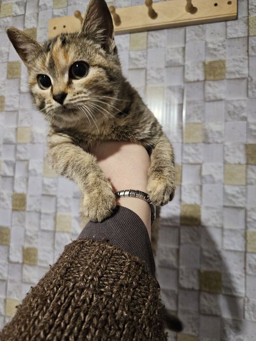 Котенок в добрые руки