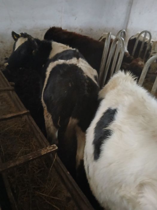 Vând mânzate la alegere