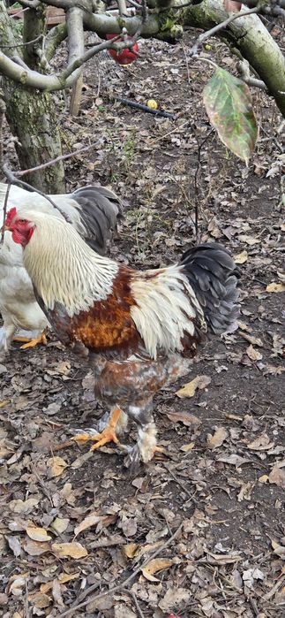 Vând 2 cocoși de brahma