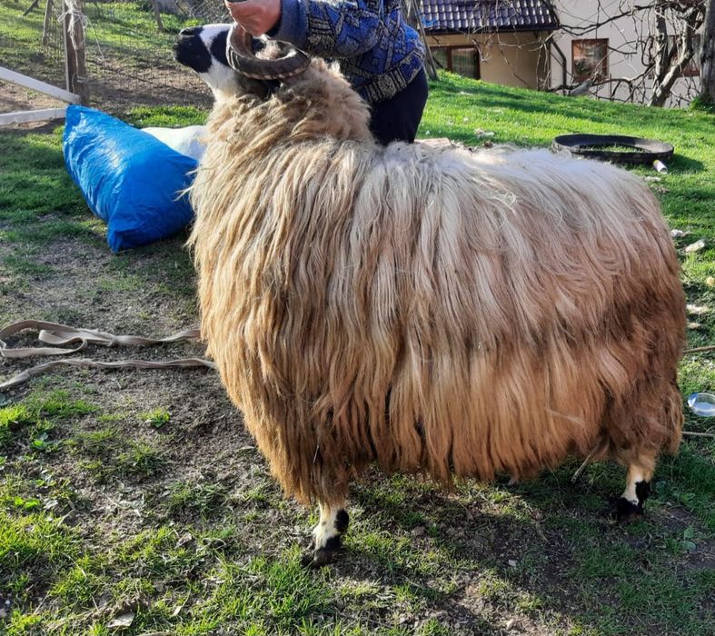 De vânzare mior,  rasă breaz-100kg