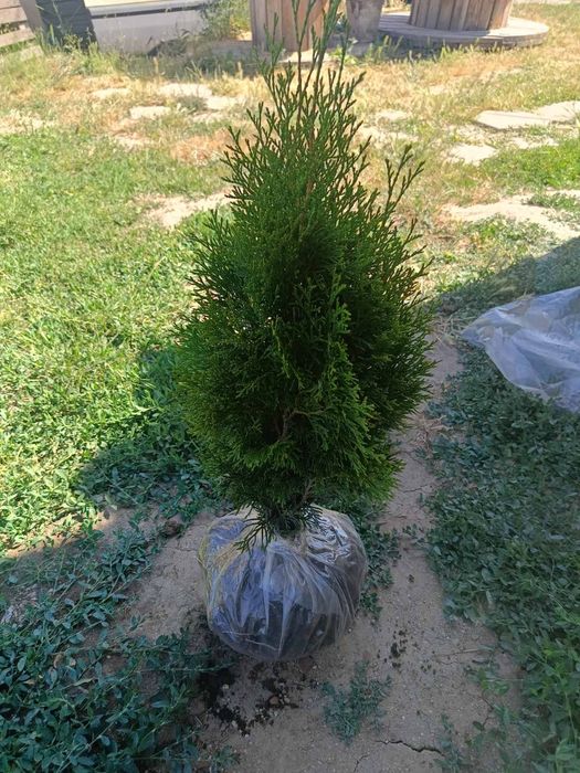 Западна туя смарагд от 0,50м до 2,50м Фастигиата 1,50м