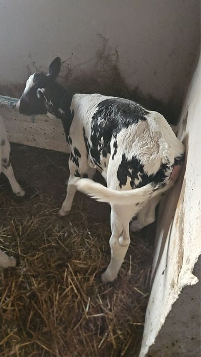 Vând viței belgieni