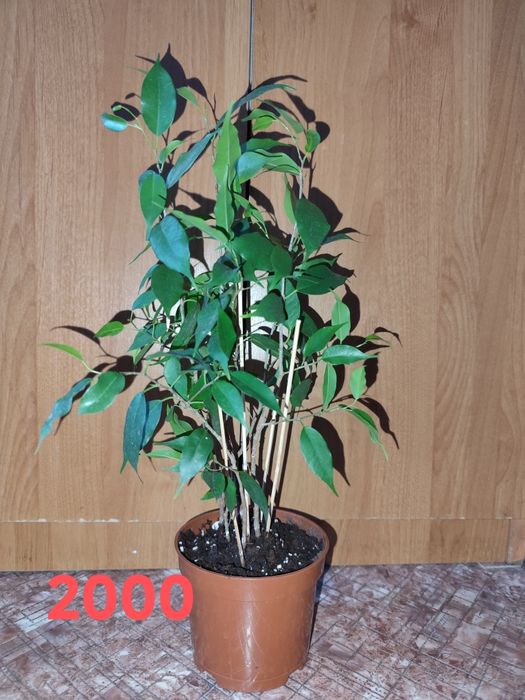 Фикус Бенджамина