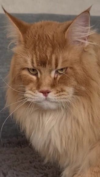 Коты мейн - куны.