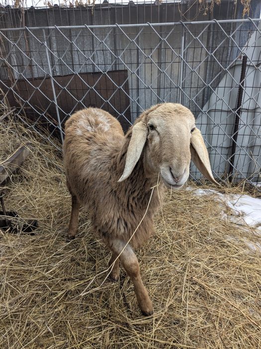 Кочкарик породы Арашан