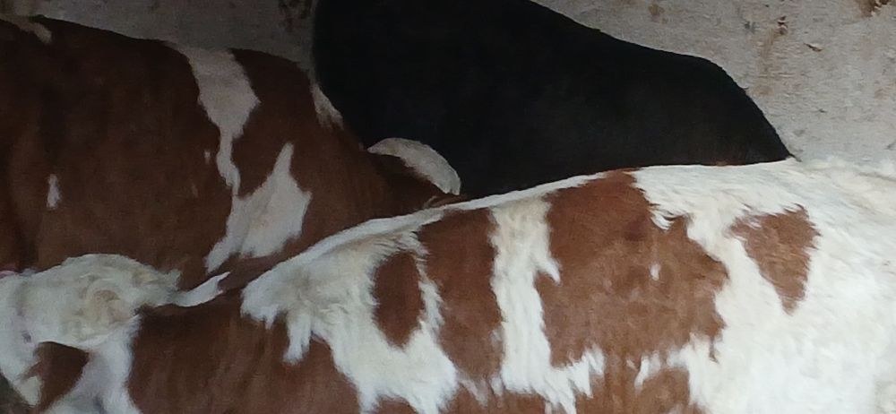 Vitei taurasi si vitele baltata si belgian angus