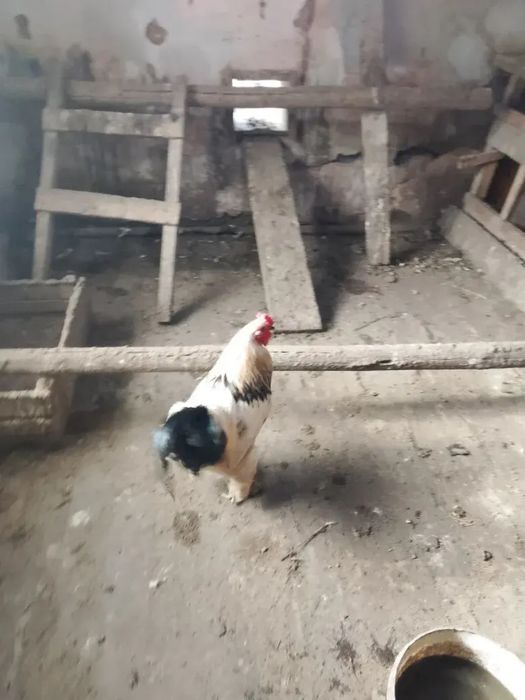 Поменяю или продам петуха